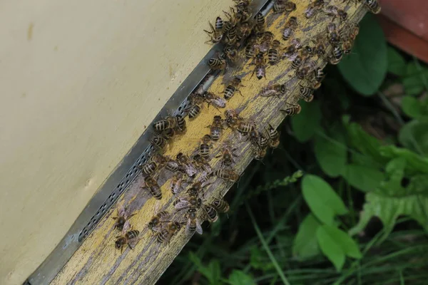 Bees fly in and out of the hive