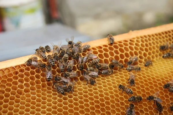 Bees fly in and out of the hive