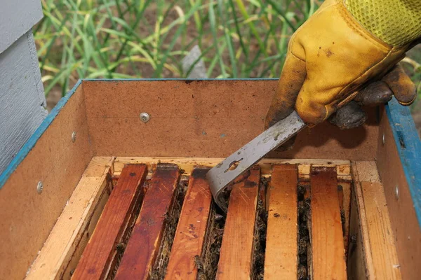 Beekeeper Inspects Hives Bees Apiary — Stock Photo, Image