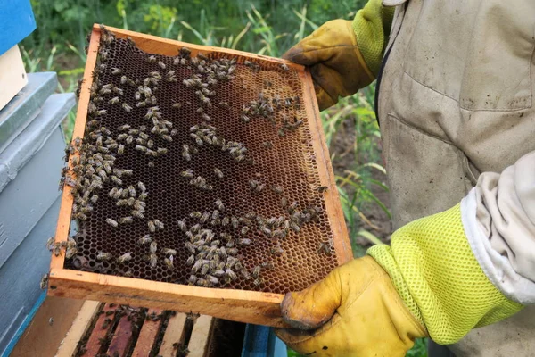 Apiculteur Inspecte Les Ruches Les Abeilles Dans Rucher — Photo