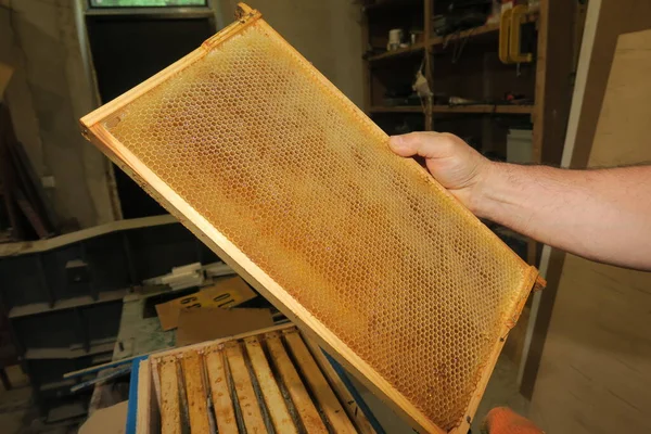 Pequeños Marcos Vacíos Miel Para Abejas Colmenar —  Fotos de Stock