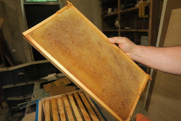 Empty small honey frames for bees in the apiary