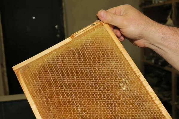 Pequeños Marcos Vacíos Miel Para Abejas Colmenar —  Fotos de Stock