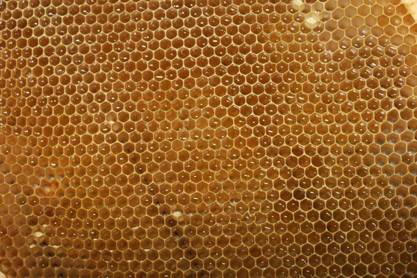 Tyhjät Pienet Hunajakehykset Mehiläisille Mehiläistarhassa — kuvapankkivalokuva