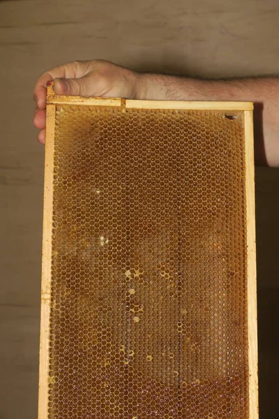 Κενά Μικρά Κουφώματα Μελιού Για Μέλισσες Στο Μελισσοκομείο — Φωτογραφία Αρχείου