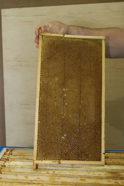 Bingkai Madu Kecil Kosong Untuk Lebah Apiary — Stok Foto