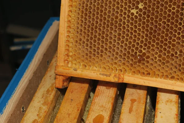 Pequeños Marcos Vacíos Miel Para Abejas Colmenar —  Fotos de Stock