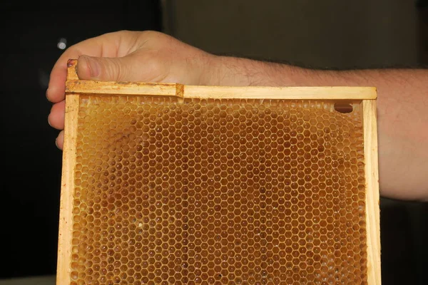 Pequeños Marcos Vacíos Miel Para Abejas Colmenar — Foto de Stock