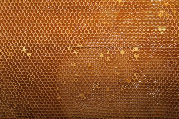 Empty small honey frames for bees in the apiary