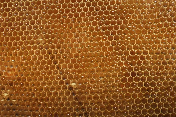 Empty Small Honey Frames Bees Apiary Royalty Free Stock Photos