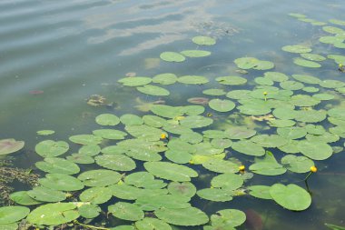 Göletteki suyun üzerinde yeşil-sarı zambaklar