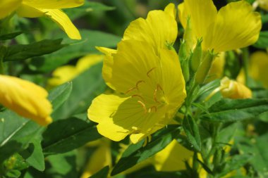 Bahçedeki güzel sarı çiçek