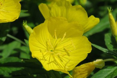 Bahçedeki güzel sarı çiçek
