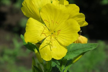 Bahçedeki güzel sarı çiçek