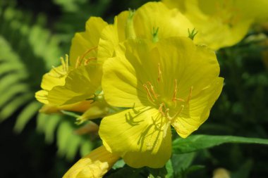 Bahçedeki güzel sarı çiçek