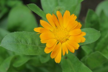 Bahçedeki güzel sarı çiçek