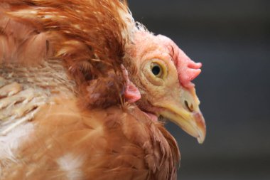 Çiftlikte kırmızı evcil tavuk