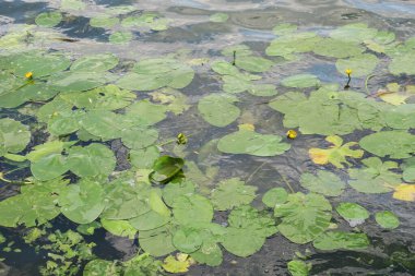 Göletteki suyun üzerinde yeşil-sarı zambaklar