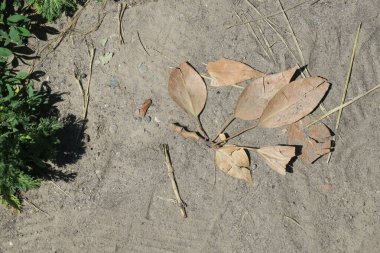 Yerdeki bir ağacın sarı yaprakları