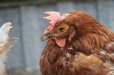 Çiftlikte kırmızı evcil tavuk