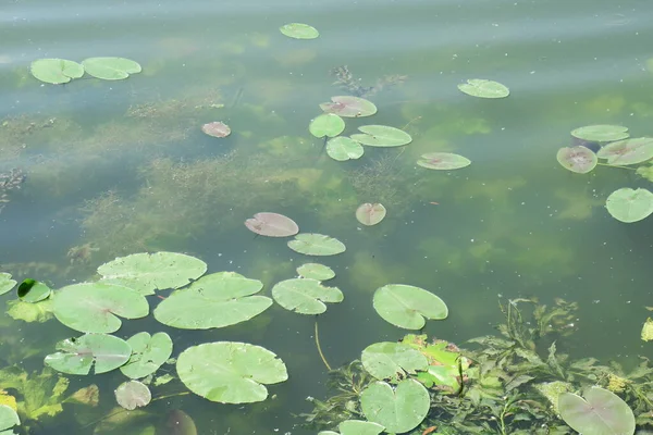 Bunga Lili Air Hijau Kuning Atas Air Kolam — Stok Foto