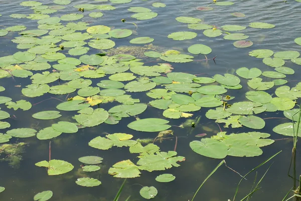 연못에 초록빛 — 스톡 사진