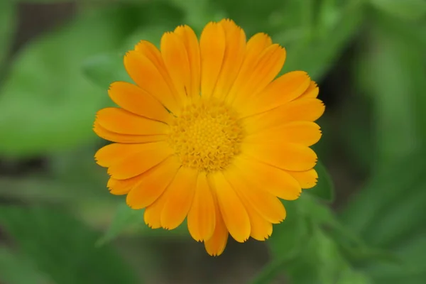 Schöne Gelbe Blume Garten — Stockfoto