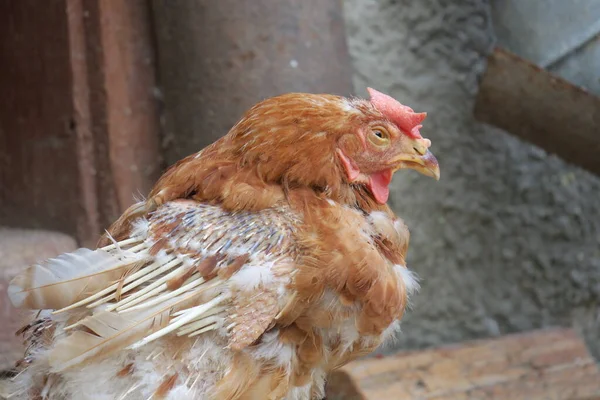 農場の赤い国産鶏 — ストック写真