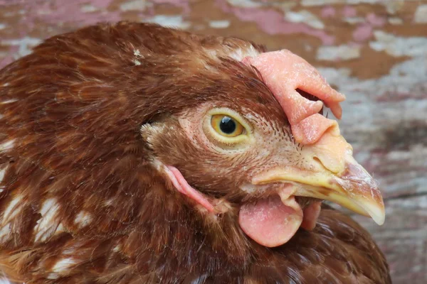 Poulet Domestique Rouge Ferme — Photo