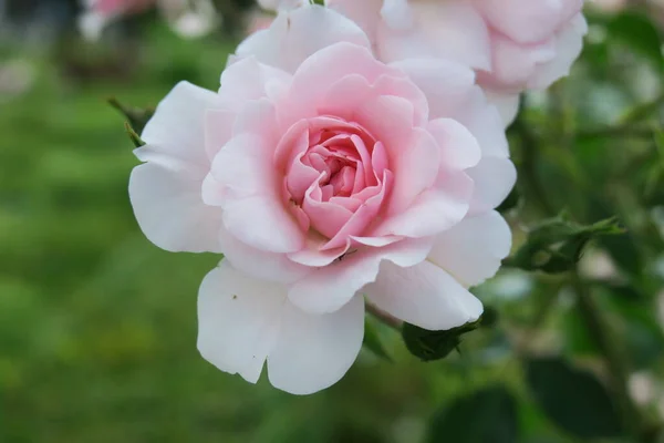 Hermosas Rosas Rosadas Jardín — Foto de Stock