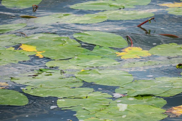 연못에 초록빛 — 스톡 사진