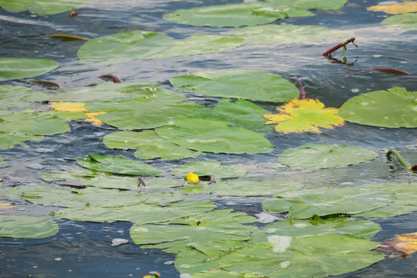 Green Yellow Water Lilies Water Pond — Stock Photo, Image