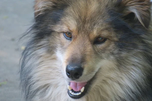 Sorglig Hund Sitter Nära Stugan — Stockfoto