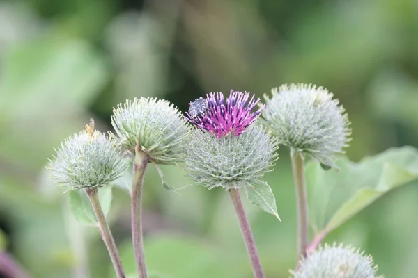 Beautiful Color Burdock Field — Stock Photo, Image