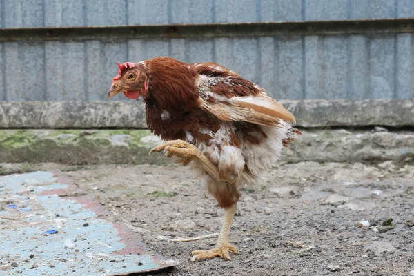 Κόκκινο Εγχώριο Κοτόπουλο Στο Αγρόκτημα — Φωτογραφία Αρχείου