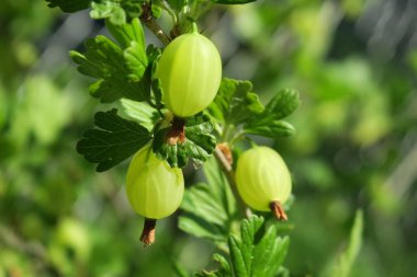 Bahçedeki çalılıkta yeşil bektaşi üzümü