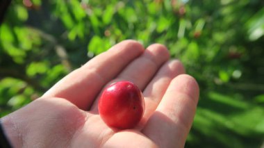 Bahçeden gelen kırmızı, lezzetli kirazlar.