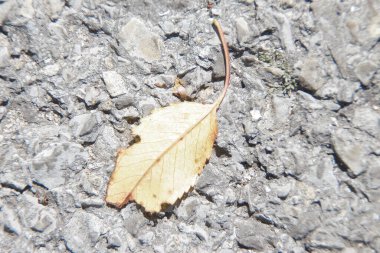 Kuru, sararmış ağaç yaprakları.