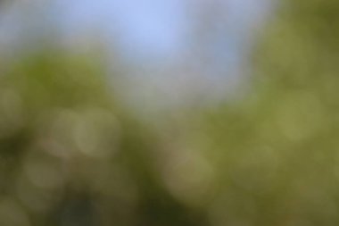 Güneş ışığı ve yeşil yaprakların odak noktasını kaybediyor.