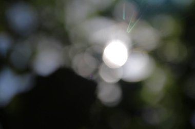 Güneş ışığı ve yeşil yaprakların odak noktasını kaybediyor.