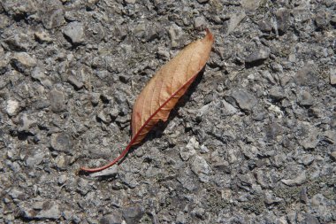 Kuru, sararmış ağaç yaprakları.