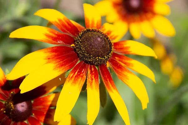Hermosas Flores Amarillas Jardín — Foto de Stock