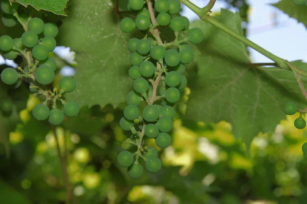 Liście Zielone Pęczki Niedojrzałych Winogron — Zdjęcie stockowe