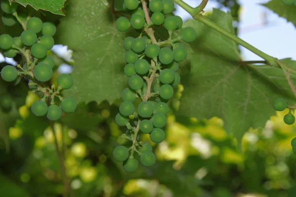 Feuilles Vertes Grappes Raisins Non Mûrs — Photo