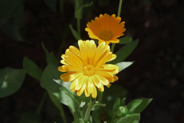 Beautiful Yellow Flowers Garden — Stock Photo, Image