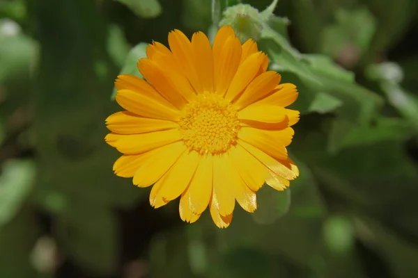 Beautiful Yellow Flowers Garden — Stock Photo, Image