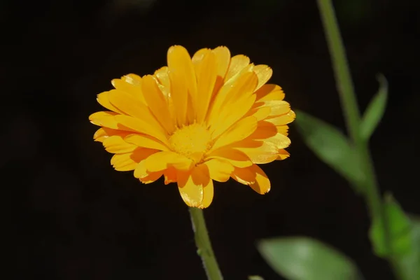 Hermosas Flores Amarillas Jardín — Foto de Stock