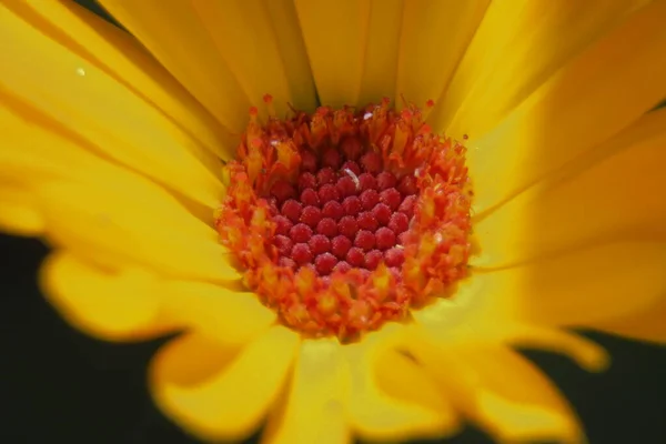 Primer Plano Una Hermosa Flor Amarilla Jardín —  Fotos de Stock