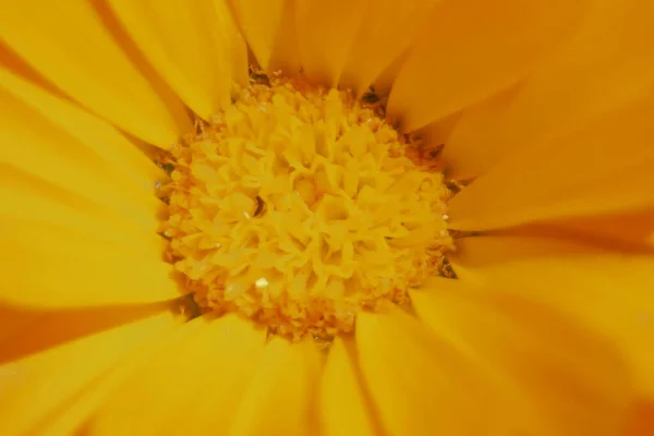 庭の美しい黄色の花のクローズアップショット — ストック写真