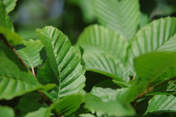 Зеленые Листья Лесного Ореха Саду — стоковое фото